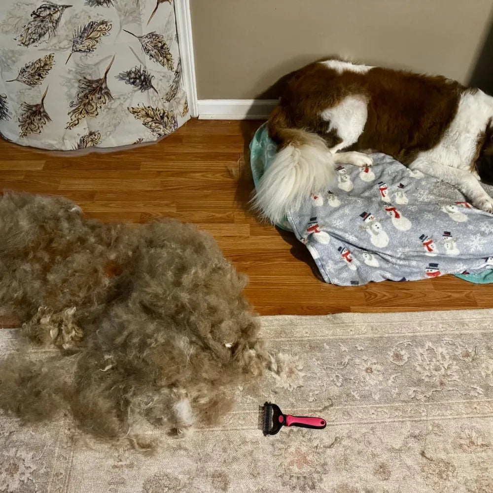Dog relaxing at home after grooming