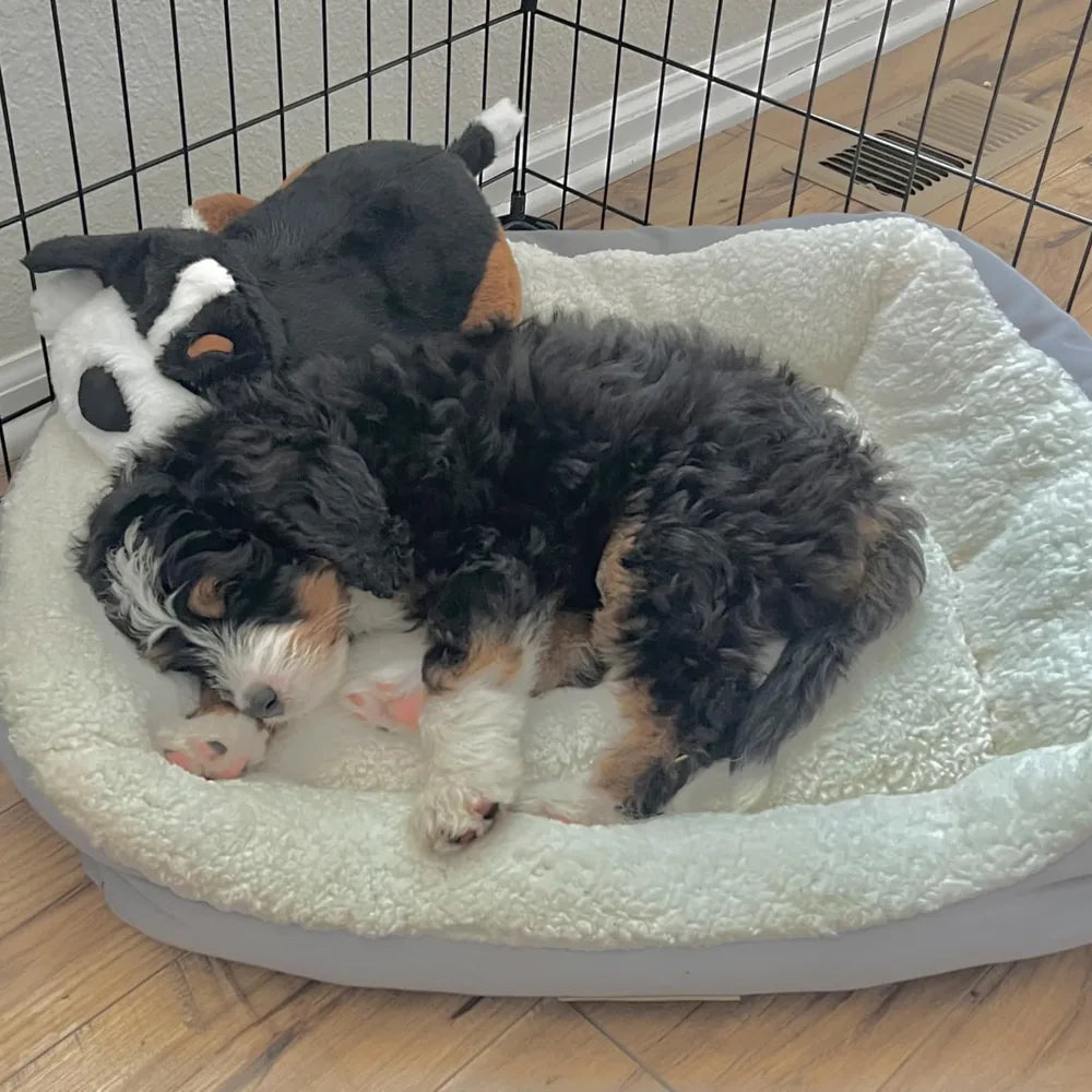 Happy dog resting comfortably at home
